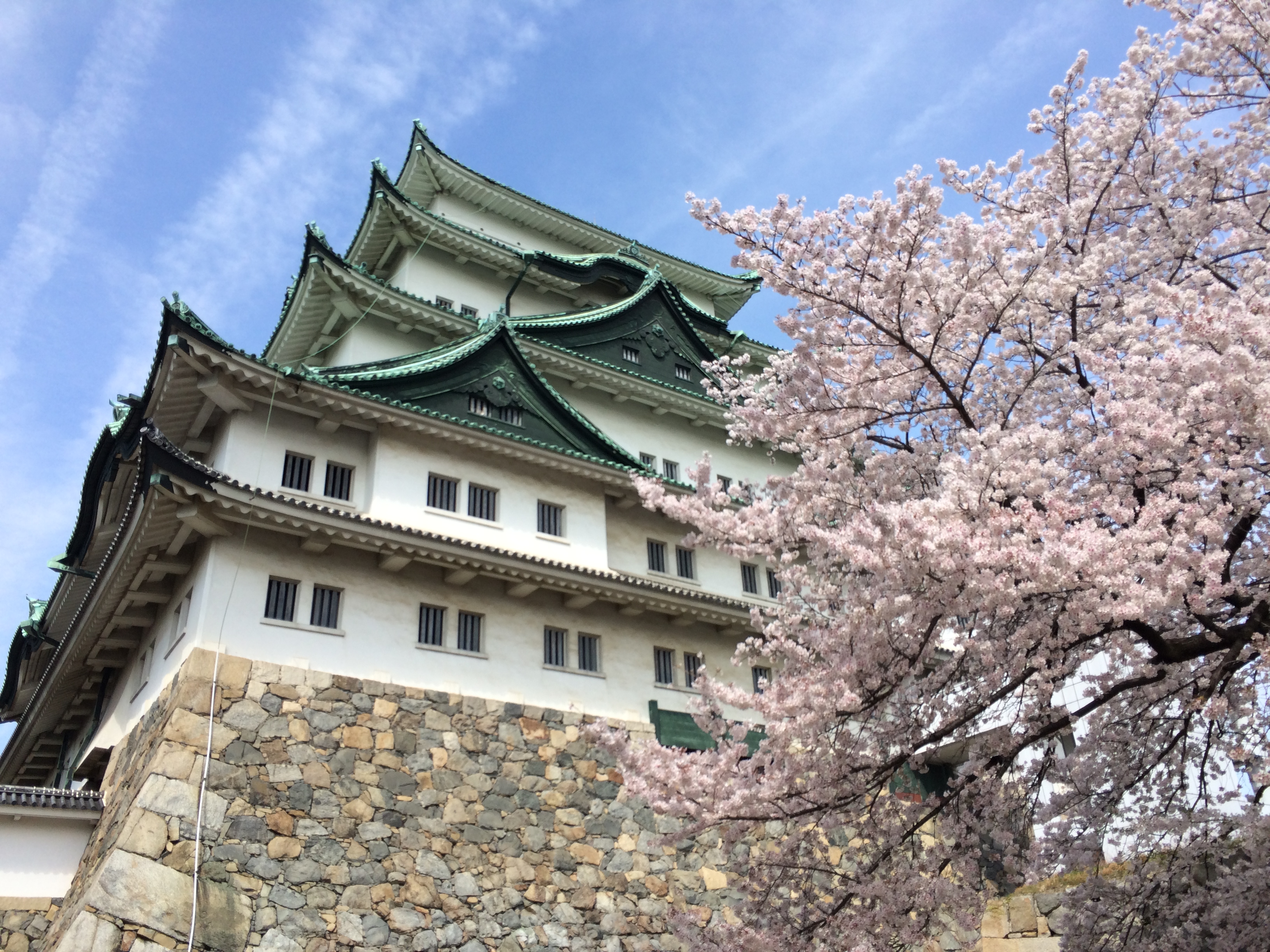 Castle of Nagoya with cherry blossoms
